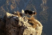 Alla CROCE del MONTE CASTELLO (1425 m) il 20 novembre 2017 - FOTOGALLERY